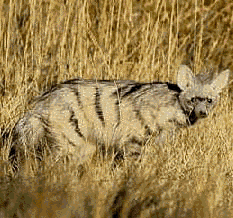 Yep, I'm an Aardwolf